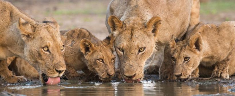 Musango Safari Camp (Matusadona National Park / Lake Kariba) Zimbabwe - www.africansafaris.travel