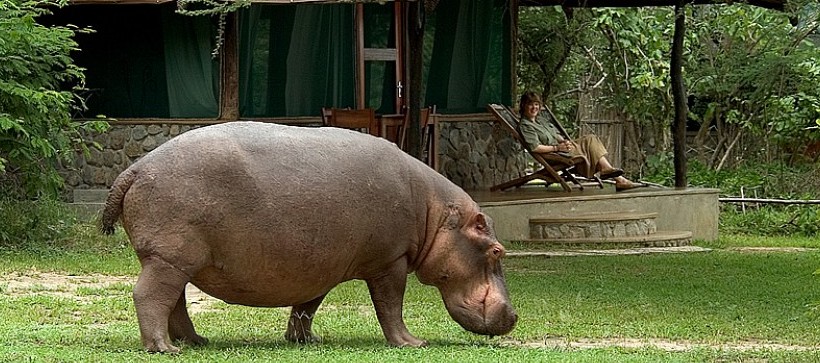 Mvuu Wilderness Camp (Liwonde National Park) Malawi - www.africansafaris.travel