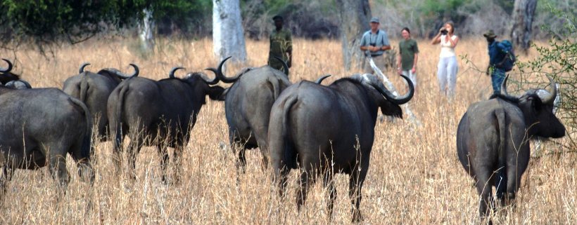 Mwaleshi Camp (North Luangwa National Park) Zambia - www.africansafaris.travel