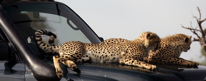 Naboisho Camp (Naboisho Conservancy / Masai Mara) Kenya - www.africansafaris.travel