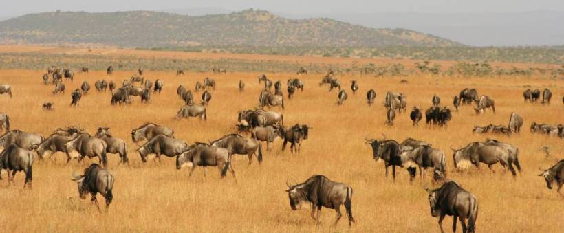 Naboisho Camp (Naboisho Conservancy / Masai Mara) Kenya - www.photo-safaris.com