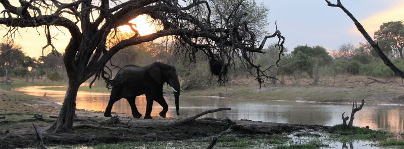 Nokanyana Camp (Moremi Game Reserve) Botswana - www.africansafaris.travel