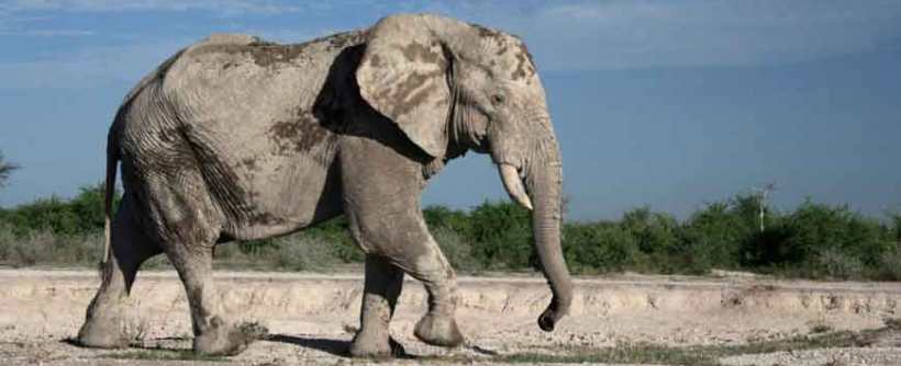 Nxai Pan Camp (Nxai Pan National Park - Adjoining the Makgadikgadi Pans) Botswana - www.africansafaris.travel