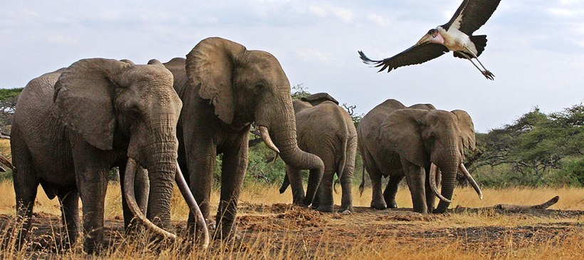 Ol Donyo Lodge (Amboseli National Park / Chyulu Hills Region) Kenya - www.africansafaris.travel