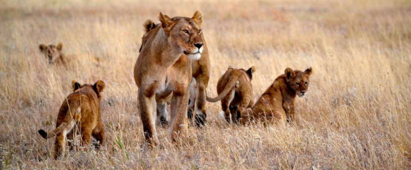 Olakira Camp (South and Central Serengeti) Tanzania - www.africansafaris.travel