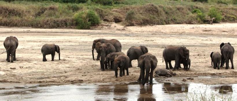 Oliver's Camp (Tarangire National Park) Tanzania