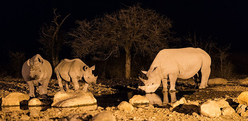 Ongava Lodge (Etosha Region) Namibia - www.africansafaris.travel