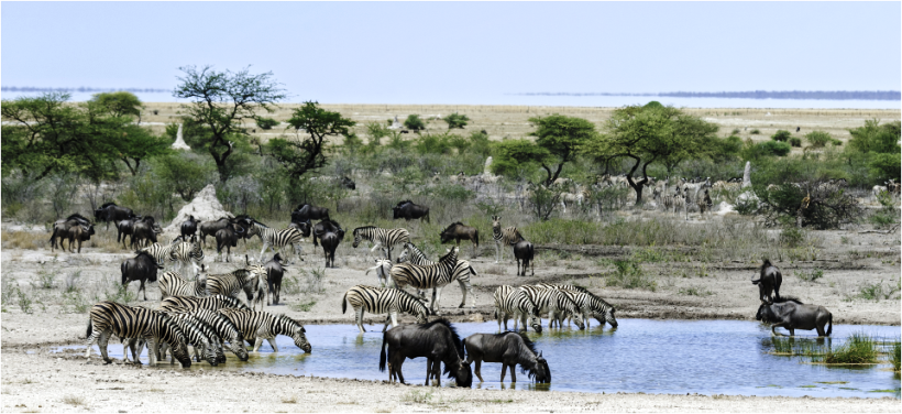 Onguma Tree Top Lodge - www.africansafaris.travel