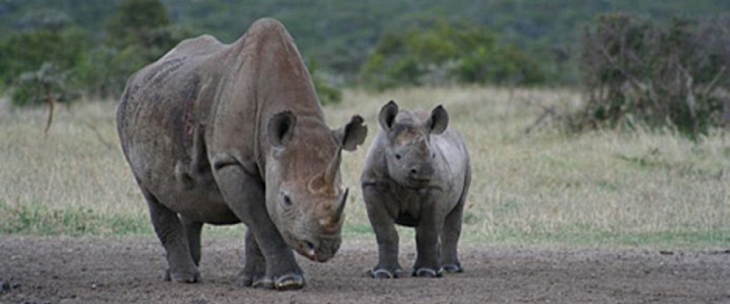 The Wilderness Fly-Drive Safari - Kenya (8 Days) - www.africansafaris.travel