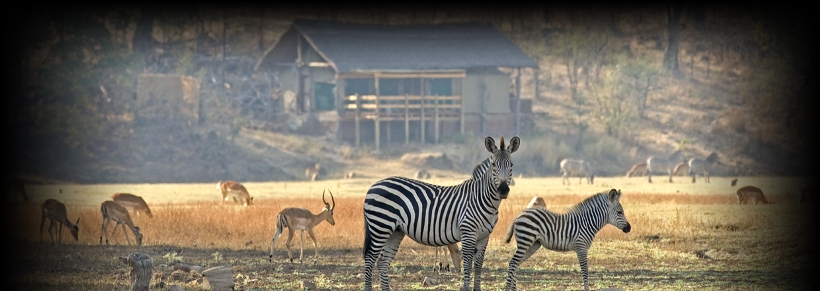 Puku Ridge Tented Camp (South Luangwa National Park) Zambia - www.africansafaris.travel