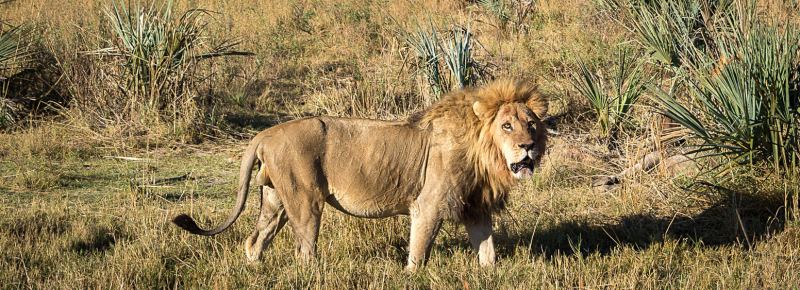 Qorokwe Camp (Okavango Delta) Botswana with Wilderness Safaris - www.africansafaris.travel