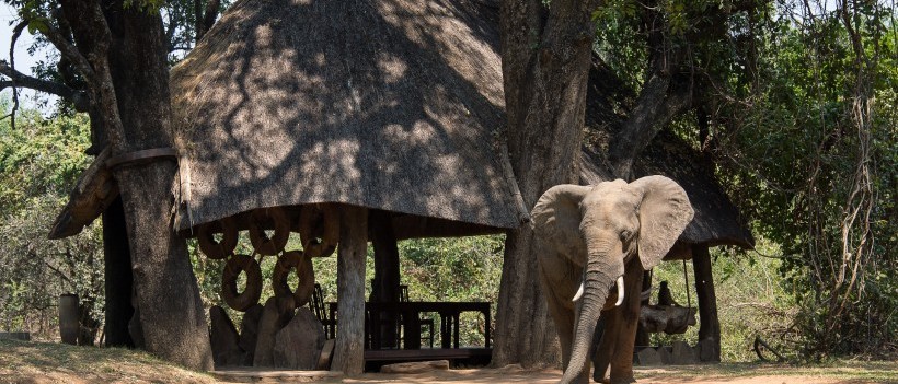 The South Luangwa Walking Safari (11 Days) - www.photo-safaris.com