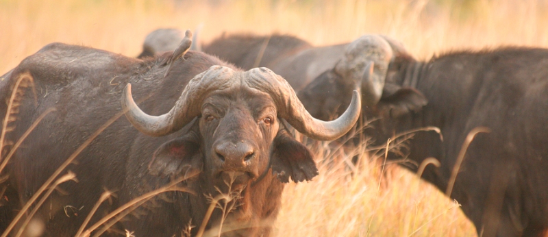 Rra Dinare Camp (Okavango Delta) Botswana - www.africansafaris.travel