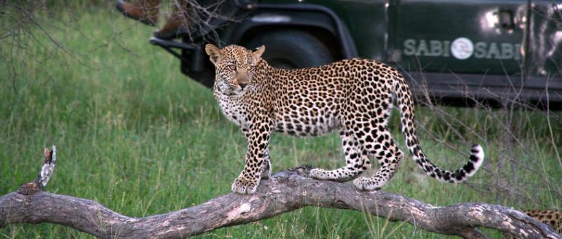 Sabi Sabi Bush Lodge (Sabi Sand Game Reserve) South Africa - www.africansafaris.travel