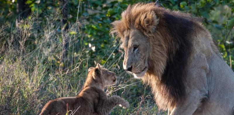 Sable Alley Camp (Kwai Concession) Botswana - www.africansafaris.travel