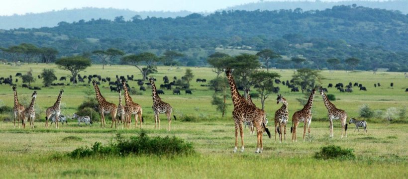 Sabora Tented Camp (Grumeti Reserve, Serengeti National Park) Tanzania - www.africansafaris.travel