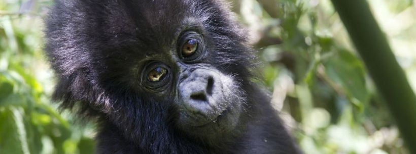 Sabyinyo Silverback Lodge (Parc National Des Volcans) Rwanda - www.africansafaris.travel