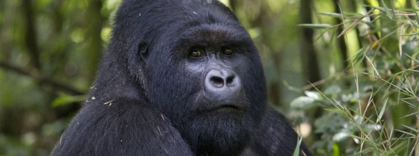 Sabyinyo Silverback Lodge (Parc National Des Volcans) Rwanda - www.africansafaris.travel