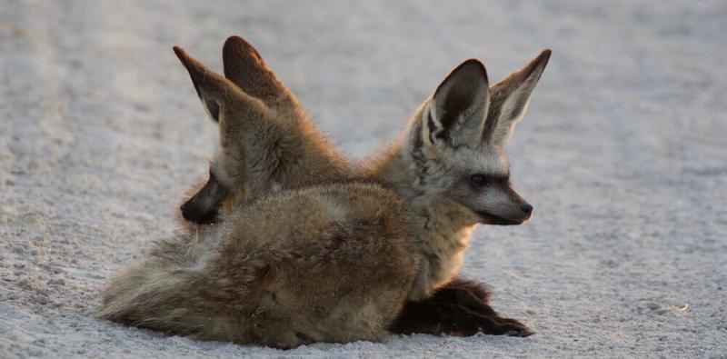 Picture by Greg Hartman. San Safari Camp (Makgadikgadi Pans) Botswana - www.africansafaris.travel