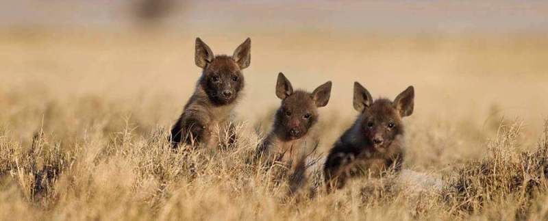 San Safari Camp (Makgadikgadi Pans) Botswana - www.africansafaris.travel