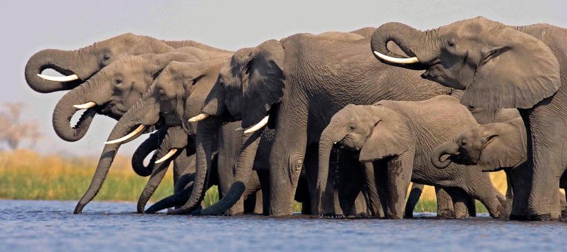 Selinda Camp (Selinda Reserve) Botswana - www.africansafaris.travel