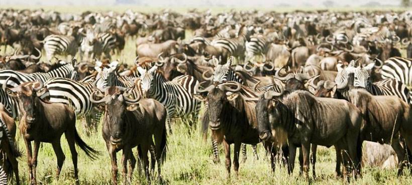 Serengeti Pioneer Camp (Southern Serengeti National Park) Tanzania - www.africansafaris.travel