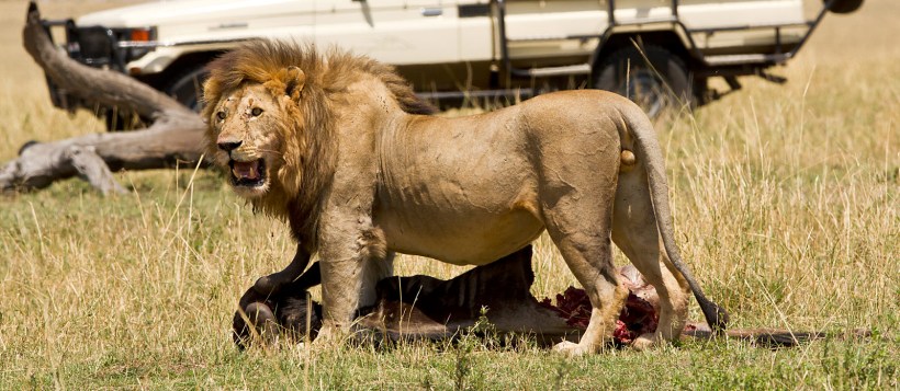 Serengeti Bushtops (Serengeti National Park) Tanzania - www.africansafaris.travel