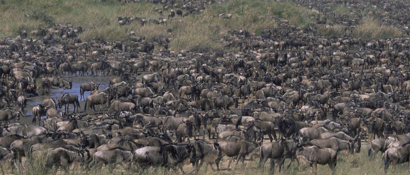 Serengeti Pioneer Camp (Southern Serengeti National Park) Tanzania - www.africansafaris.travel