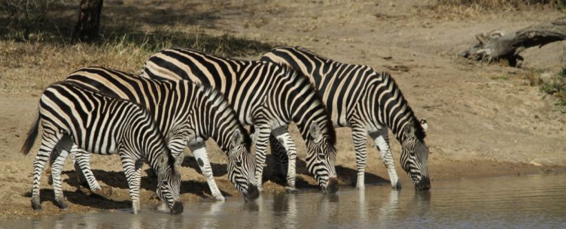 Shindzela Tented Camp (Timbavati Game Reserve) South Africa - www.africansafaris.travel