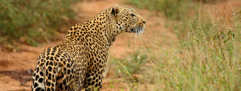 Thornybush Shumbalala Lodge (Thornybush Game Reserve) South Africa - www.africansafaris.travel