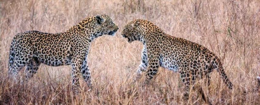 Singita Boulders Lodge (Sabi Sand Game Reserve) South Africa - www.africansafaris.travel