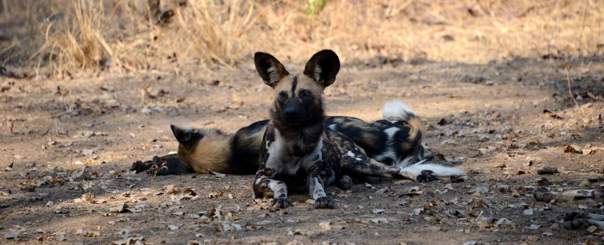 Singita Ebony Lodge (Sabi Sand Game Reserve) South Africa - www.africansafaris.travel \