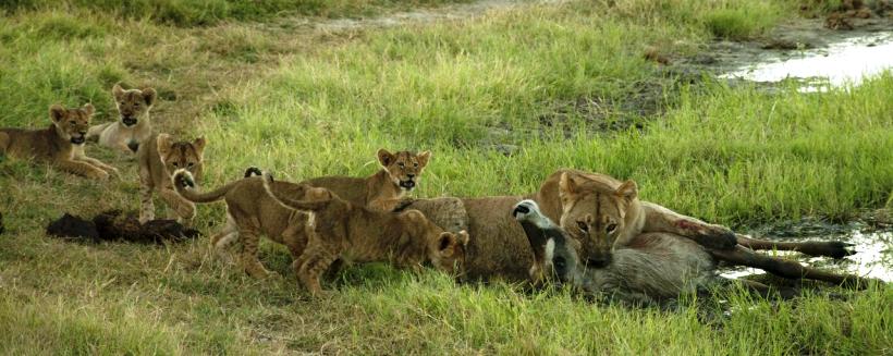 Somalisa Camp (Hwange National Park) Zimbabwe - www.africansafaris.travel