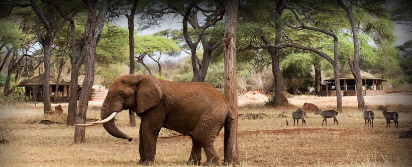 Sanctuary Swala Camp (Tarangire National Park) Tanzania - www.africansafaris.travel