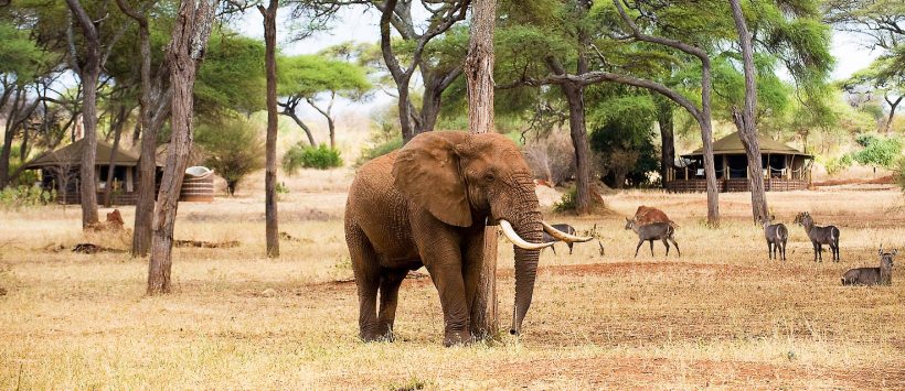 Sanctuary Swala Camp (Tarangire National Park) Tanzania - www.africansafaris.travel