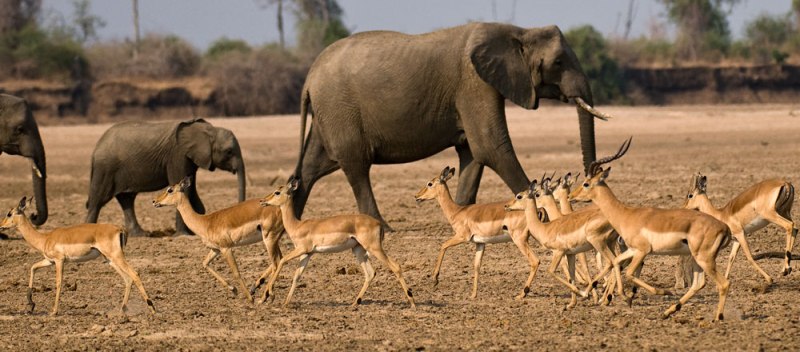 Tafika Camp (South Luangwa National Park) Zambia - www.africansafaris.travel