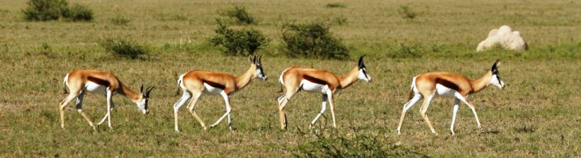 Tau Pan Camp (Central Kalahari Game Reserve) Botswana - www.africansafaris.travel