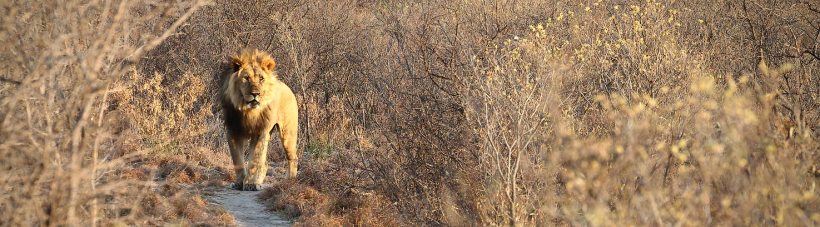 Tau Pan Camp (Central Kalahari Game Reserve) Botswana - www.africansafaris.travel