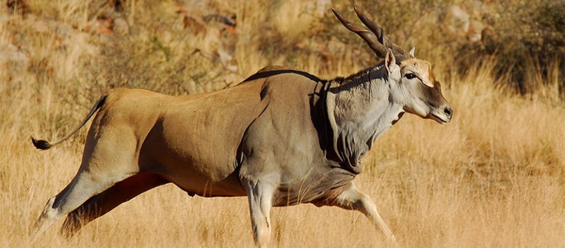 Tswalu Kalahari Reserve (Kalahari Desert, Northern Cape) South Africa - www.africansafaris.travel