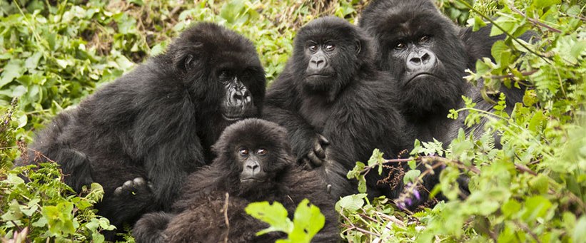 Ultimate Uganda Safari (12 Days) - www.photo-safaris.com