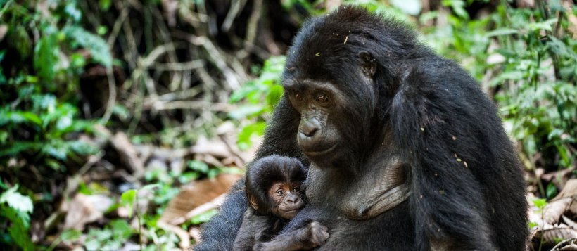 Uganda Fly-In Gorilla Express (6 Days) - www.photo-safaris.com