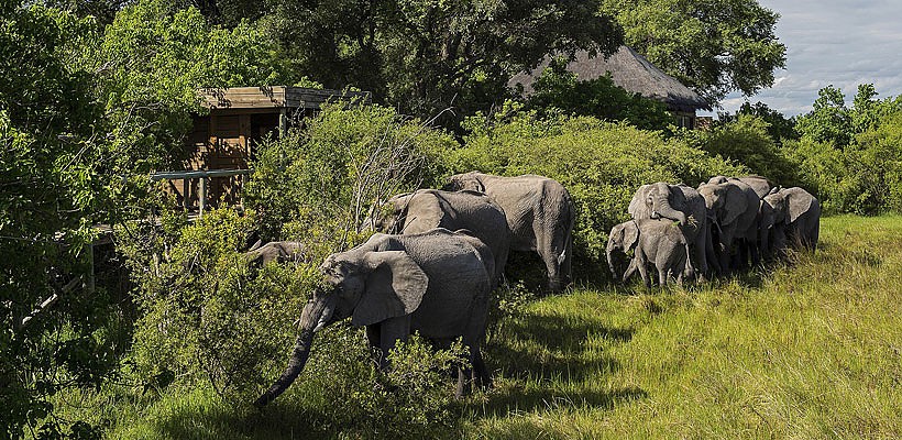 Vumbura Plains Camp (Okavango Delta) Botswana  (Wilderness Safaris) - www.africansafaris.travel